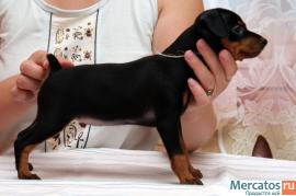 Продам щенков ЦВЕРГПИНЧЕРа 2