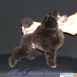 Серебристые ТОЙ-пудели от Чемпионов для ШОУ