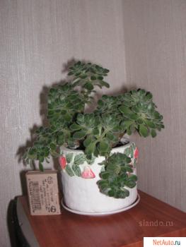 комнатное растение