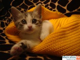 Лучший подарок в год кота