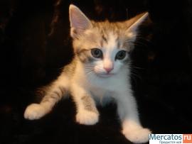 Лучший подарок в год кота 2