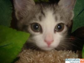 Лучший подарок в год кота 3