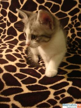 Лучший подарок в год кота 4