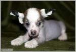 СРОЧНО!!! Продается голый щенок китайской хохлатой собаки