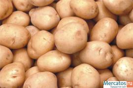 Продажа картофеля оптом