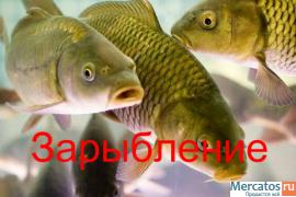 Зарыбление водоемов, приусадебных участков, бассейнов