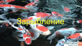 Зарыбление водоемов, приусадебных участков, бассейнов 2