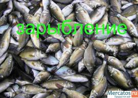 Зарыбление водоемов, приусадебных участков, бассейнов 3