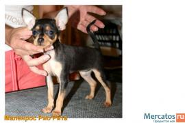 Продаю щенков той-терьера г/ш