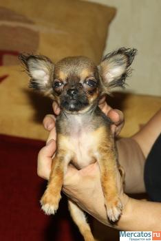 мини чихуа