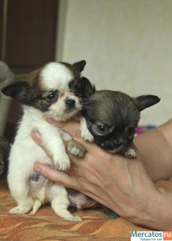 мини чихуа 2