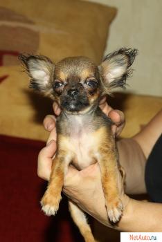 мини чихуа мальчики