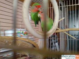 попугаи!!!