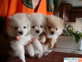 продам щенка миниатюрного немецкого шпица