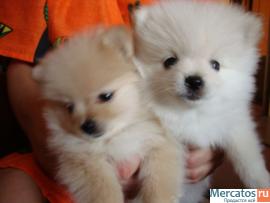 продам щенка миниатюрного немецкого шпица 2