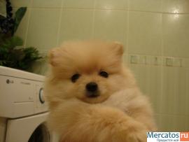 продам щенка миниатюрного немецкого шпица 3