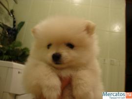 продам щенка миниатюрного немецкого шпица 4