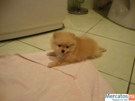 продам щенка миниатюрного немецкого шпица 5