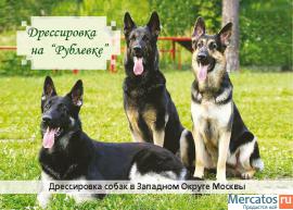 Дрессировка собак на площадке в Москве (ЗАО). 2
