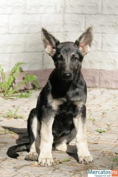 Восточно-европейская овчарка - 3 месяца девочки