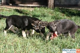 Восточно-европейская овчарка - 3 месяца девочки 2