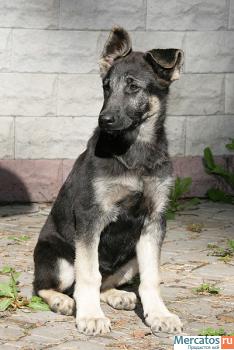 Восточно-европейская овчарка - 3 месяца девочки 3