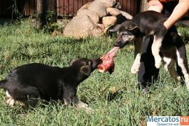 Восточно-европейская овчарка - 3 месяца девочки 4