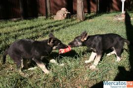 Восточно-европейская овчарка - 3 месяца девочки 5