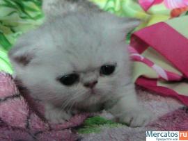 котята экзотической шиншиллы