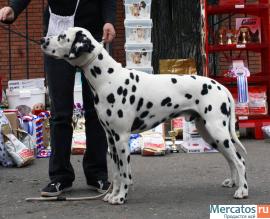 Щенки далматина Красноярск