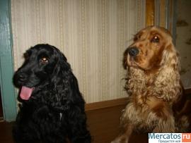 Вязка кокер спаниеля 2