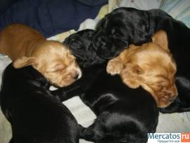 Вязка кокер спаниеля 3