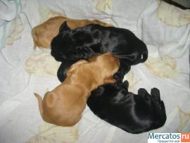 Вязка кокер спаниеля 4