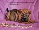 Купить щенка шар-пея, щенки шарпея, девочки