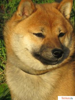 сиба девочка
