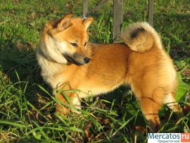 сиба девочка 2