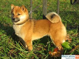 сиба девочка 3