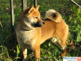 сиба девочка 4