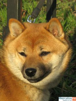 сиба девочка 5