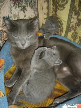 Продам 2-х котят русской голубой 2