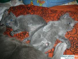 Продам 2-х котят русской голубой 3