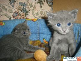 Продам 2-х котят русской голубой