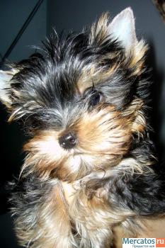 Продаються щеночки Йоркширского терьера