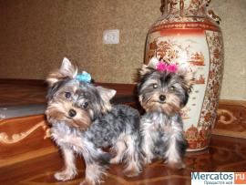 Продаються щеночки Йоркширского терьера 2