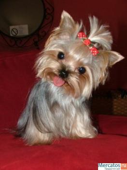 Продаються щеночки Йоркширского терьера 3