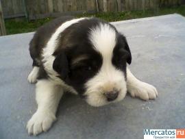 щенки московской сторожевой