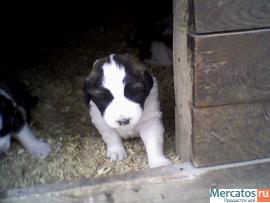 щенки московской сторожевой 2