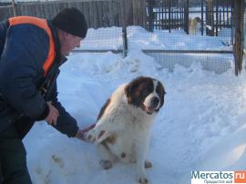 щенки московской сторожевой 3