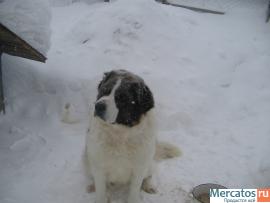 щенки московской сторожевой 4