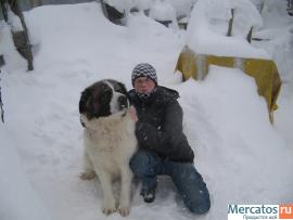 щенки московской сторожевой 5